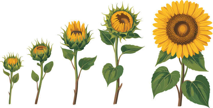 Sunflower growth stages illustration showing bud development, opening bloom, and mature yellow sunflower flower for botanical education, gardening, agriculture, and nature design