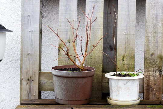 Peaceful outdoor urban scene highlighting seasonal transition and plant renewal effort