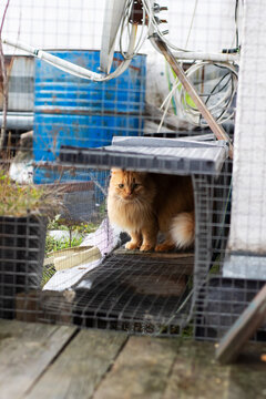 Vigilant stray amid yard debris, Solitary ginger cat observes through mesh in outdoor enclosure