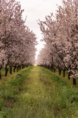 Obraz premium Rows of blooming pink flower trees with lush green grass underneath create a beautiful and tranquil scene in an agricultural orchard during the spring season
