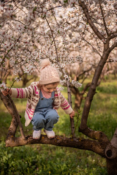 Young child climbing a blooming almond tree in a sunny orchard, delighting in spring blossoms and playful exploration, carefree childhood joy among white flowers and green leaves