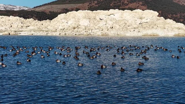 The peaceful sight of a flock of Elmabaş Patka swimming in the turquoise waters of Lake Salda.
