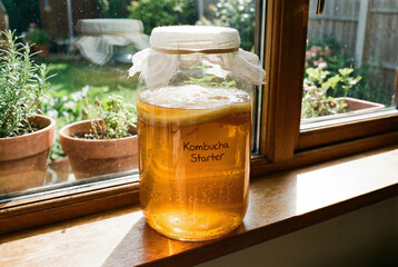 Fermentation process of kombucha in a glass jar on a sunny windowsill with potted plants in the background viewed from the side