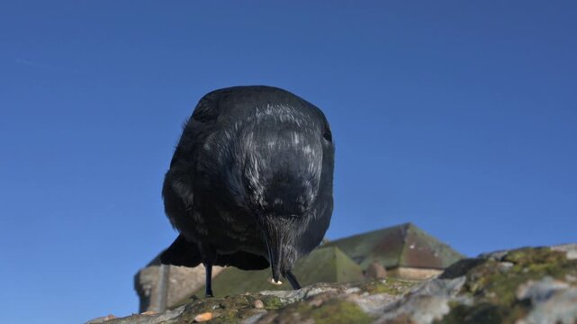 Jackdaw (Corvus monedula) with plumage pigment abnormality (Leucism) in closeup, eating seeds from the top of a stone wall. January, Kent, UK [Slow motion x4]