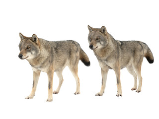 Gray wolfs snow isolated on white background