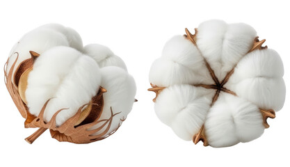 Fluffy white cotton balls with seeds on a transparent background for textile material