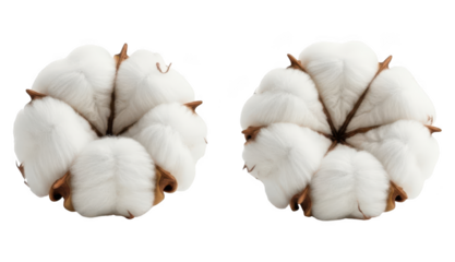 Two cotton bolls, fluffy white fiber, natural material, isolated on transparent background png