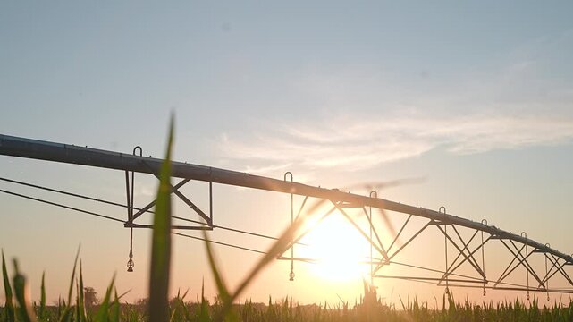Pivot irrigation system extends across corn field at sunrise. Agricultural equipment irrigates corn crops. Sunrise lights pivot structure over field. Corn grows under irrigation system at sunrise.