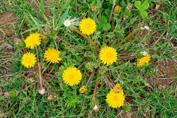 Dandelion cluster in stages