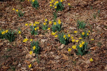 Daffodils growing in the forest