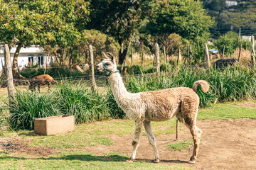 llamas at the north of Guatemala © nelomh