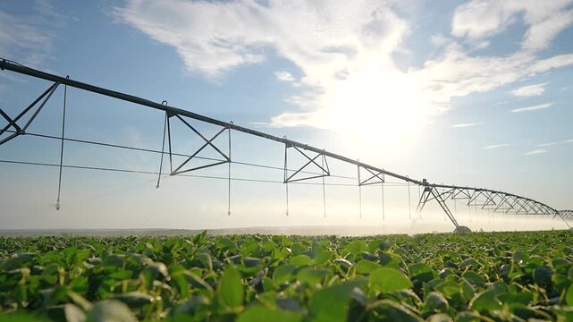 Pivot irrigation system sprays water over soybean field at sunrise. Agricultural sprinkler waters crop plants. Modern irrigation sprays soybean. Farm pivot waters field. Sunrise irrigation.