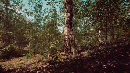 Obraz premium Sunlight filters through the vibrant leaves of a serene forest. Tall trees create a natural canopy, offering a peaceful atmosphere. Nature thrives in this lush green setting.