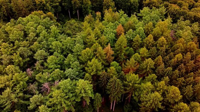 a healthy decidual forest from above 4k 25fps video