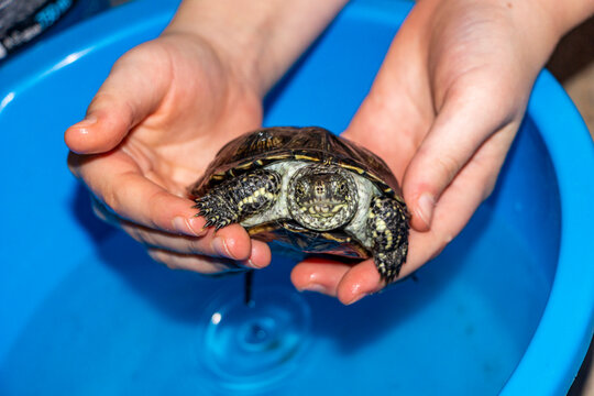 children's hands holding a pond turtle, head outstretched, close up of snout, primo view, on weight, dark reptile, light spots, shiny shell, domestic, medium, European, young, lively, pet, wild animal