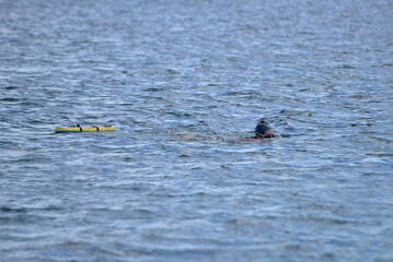 woman swimming in open water with orange safety buoy, female athlete practicing front crawl in the ocean, outdoor swimming training with tow float for safety, swimmer with pink cap in turquoise water 