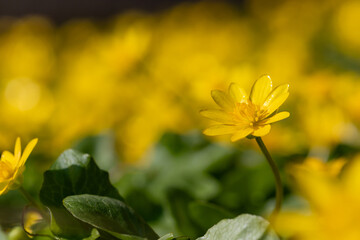 Bright Yellow Flower in Sunlit Meadow With Green Leaves and Soft Background, Nature Scene