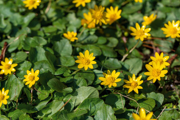 Bright Yellow Flowers With Green Leaves In A Lush Garden Bed