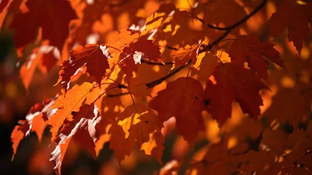 Vibrant Orange Maple Leaves in Bright Sunlight During Autumn Season Closeup
