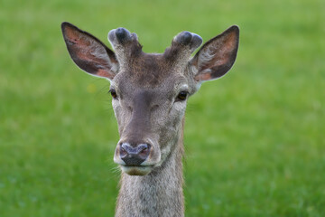 Fototapeta premium Rothirsch (Cervus elaphus) Porträt Nahaufnahme mit gerade nachwachsendem Geweih vor einer grünen Wiese im Mai in Deutschland