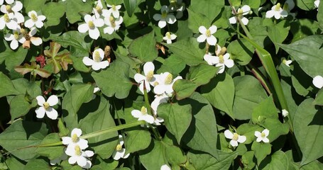 (Houttuynia cordata) Fish mint or chinese lizard tail, ornamental creeping plant producing aromatic green leaves heart-shape on reddish stalks and flowers in spikes with white petal-like bracts 
