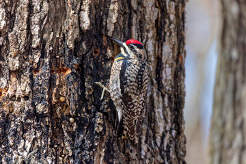  The yellow-bellied sapsucker (Sphyrapicus varius) is a medium-sized woodpecker that breeds in Canada and the north-northeastern United States.