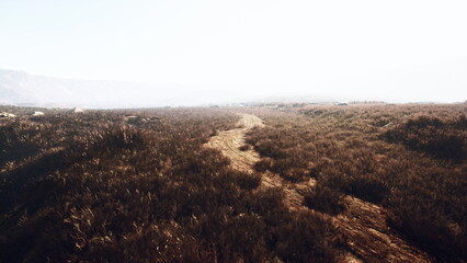 A gentle earth toned pathway meanders through a vast field of grasses, kissed by early morning light. The calming scene evokes a sense of peace and exploration in nature.
