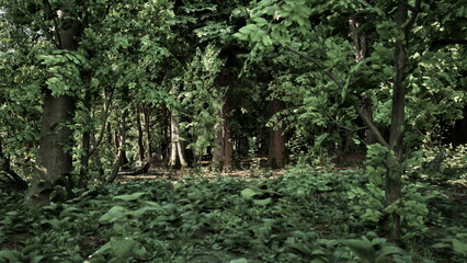 Sunlight filters through a dense canopy in a tranquil forest. Various shades of green fill the scene as plants grow abundantly on the forest floor.