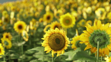 Fototapeta premium Lush sunflowers stretch toward the sun, their bright petals creating a golden sea. A beautiful summer day illuminates the vibrant colors in this peaceful landscape.