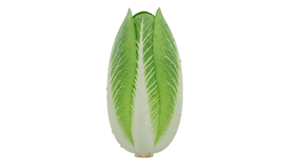 Fresh Green Lettuce Leaf Isolated on Transparent Background transparent background