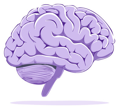 Illustrated brain anatomy in purple with a white background