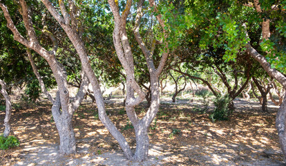 Mastic gum tree at Chios island, Greece. Pistachia lentiscus cultivated for mastiha tears