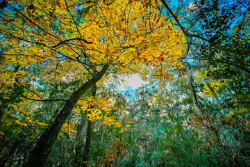 Obraz premium Autumn Tree Canopy With Yellow Leaves and Sunlight