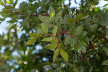 Fototapeta premium Mastic tree foliage background, Pistacia lentiscus shrub leaves at Chios island, Greece