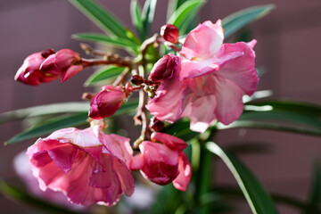 kwitnący oleander w przydomowym ogrodzie  © piotr