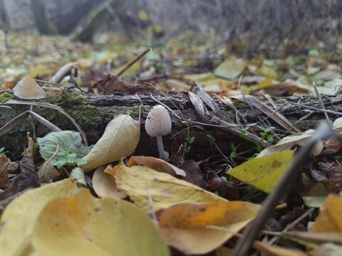 Coprinellus domesticus, domestic inky cap, firerug inkcap mushroom on the branch 