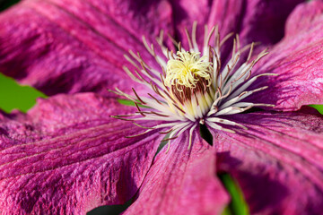 zbliżenie na pięknie kwitnące w ogrodzie kwiaty powojnika  © piotr