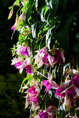 Piękne kwiaty fuksji wiszące w ogrodzie w pełnym słońcu © piotr