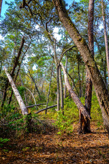 Obraz premium Natural Forest Scene With Curved Trees and Green Foliage