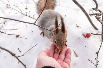 Squirrel eats nuts from a man's hand. Caring for animals in winter or autumn.