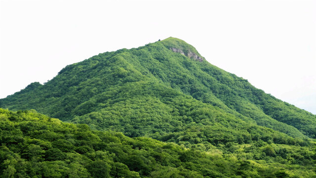 mountain landscape with trees, white background.