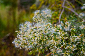 Obraz premium White Wildflowers with Soft Green Nature Background