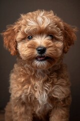 An enchantingly playful Maltipoo puppy