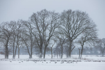 Fototapeta premium Snow covered rural winter landscape in the countryside of Holland.