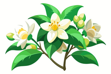 Stylized Jasmine Blossoms with Green Buds in Sunlight