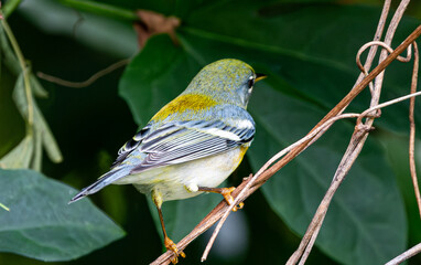 Detail of the colorful feathers of a northern parula (Setophaga americana) perched on the branches of a tree. Cozumel, Mexico