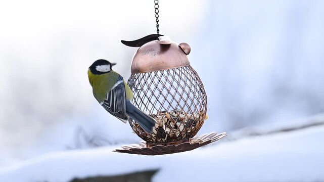 Video of a titmouse with a bird feeder