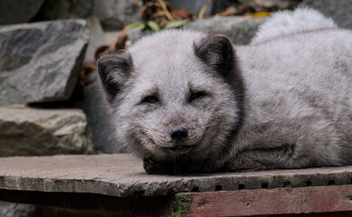 Beautiful potrait and details of a polar fox with a cute face