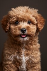An enchantingly playful Maltipoo puppy