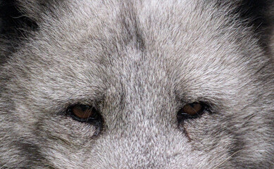Beautiful potrait and details of a polar fox with a cute face